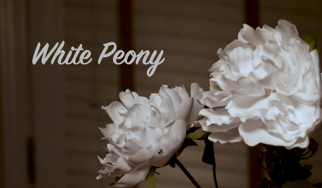 White Peony