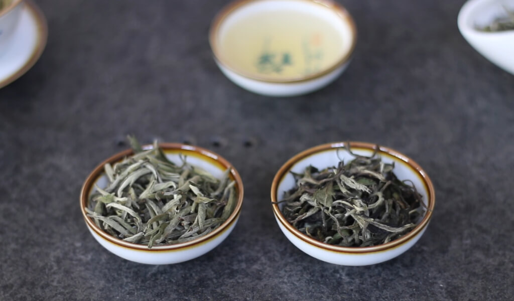 white tea plant